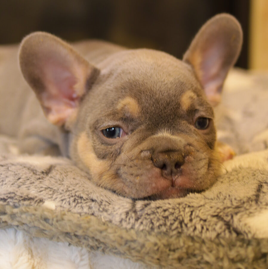 Choosing Your Perfect Companion Tips for Selecting the Right French